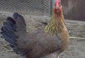 zielononóżka-piskleta - kurczaki 