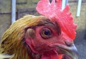 zielononóżka-piskleta - kurczaki 1