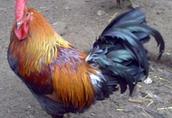zielononóżka-piskleta - kurczaki 2