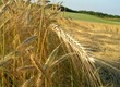 Pszenżyto Zakupię zboże: pszenicę, pszenżyto, żyto, jęczmień, owies