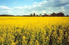 Kupię!!!!