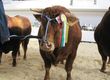 Sprzedam Buhaje Hodowlane Limousine (LM)
