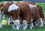 byczki mięsne cielaki cielęta sprzedam-BYKPOL 3