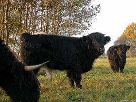 HIGHLAND BYK