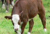 byczki mięsne cielaki cielęta sprzedam-BYKPOL 6