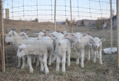 Owce jagnieta wykoty z lutego 2012roku cena 400 zl sztuka...