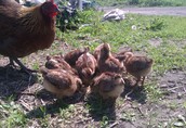 Kurczaki - pisklęta zielononóżki, kuropatwiane