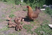 Kurczaki - pisklęta zielononóżki, kuropatwiane 2