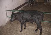 Byczki, byczek, cielęta w wadze od 60 do 80 kg ras mięsnych 3