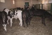 Byczki, byczek, cielęta w wadze od 60 do 80 kg ras mięsnych 4