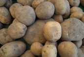 Warzywa Sprzedam ziemniaki jadalne na własnym oborniku...