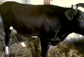 Krowa Limousine Krowy (nie jałówka, jałówki) 1