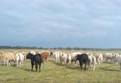 Pozostałe zwierzęta hodowlane Stado 200 krów mięsnych plus 150 ha łąk, cały sprz...