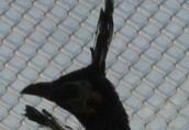 Pozostałe ptactwo Sprzedam Pawie Jawajskie