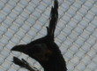 Pozostałe ptactwo Sprzedam Pawie Jawajskie