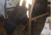 Byki na ubój Sprzedam byka w maju bedzie miał rok waga 350/400kg...