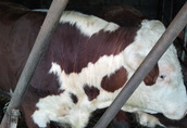 Byki rozpłodowe Sprzedam lub Zamienie byka Hereford, 100 % czystej...