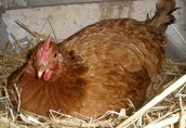 Jajka - chów wolnowybiegowy-pasze z własnego gospodarstwa