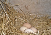Jajka - chów wolnowybiegowy-pasze z własnego gospodarstwa 1