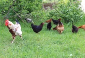Jajka - chów wolnowybiegowy-pasze z własnego gospodarstwa 2