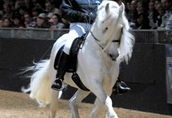 Klacze Ten biały koń fryzyjski są dobrze wyszkoleni i r...
