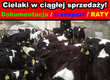 Jałówki Sprzedam jałówki hodowlane HF