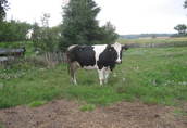 jałówka i krowa mleczna 1