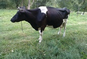 Krowa wysokocielna 1