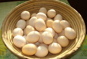 Smaczne wiejskie jajka ( jaja )