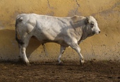 sprzedam byczki hodowlane rasy Piemontese 2