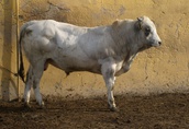 sprzedam byczki hodowlane rasy Piemontese 3
