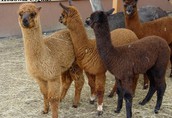 Pozostałe zwierzęta hodowlane Samice alpaka Huacaya 7-10 miesięcy. Istnieje...