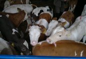 EKO-IMPORT cielaki cielęta byczki mięsne simentale byki cały kraj 15