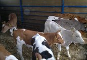 EKO-IMPORT cielaki cielęta byczki mięsne simentale byki cały kraj 16