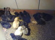 Kury nioski Sprzedam kurczaki 5-7 tygodniowe