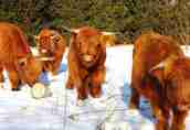 Byki rozpłodowe Do sprzedania bydło rasy Highland Cattle (Szkocka...