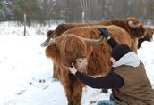 Byki Szkockie Wysokogórskie (Highland Cattle)  1