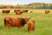 Byki Szkockie Wysokogórskie (Highland Cattle)  2