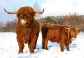 Byki Szkockie Wysokogórskie (Highland Cattle)  3