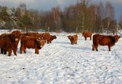Byki Szkockie Wysokogórskie (Highland Cattle)  4