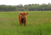 Byki Szkockie Wysokogórskie (Highland Cattle)  5