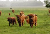 Byki Szkockie Wysokogórskie (Highland Cattle)  6