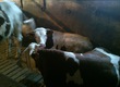 Byki rozpłodowe Sprzedam byki czystej rasy mlecznej