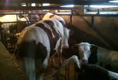 Sprzedam byczki rozpłodowe rasy mlecznej Montbéliarde 2