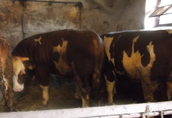 Byki na ubój 20 byków mięsnych i mieszanych wiek 20 M waga od...