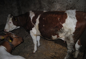 krowy mleczne 1