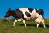 33 krowy mleczne pilnie sprzedam z powodów osobistych