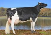 Krowy mleczne rasy H-F (jałówki cielne, pierwiastki) - Dania