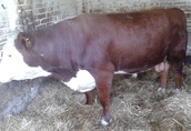 Byki rozpłodowe Byk rozpłodnik Hereford wiek około 2 lata, waga...
