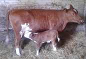 Krowy Krowa mleczna z cielaczkiem(byczek po Herefordzie...
